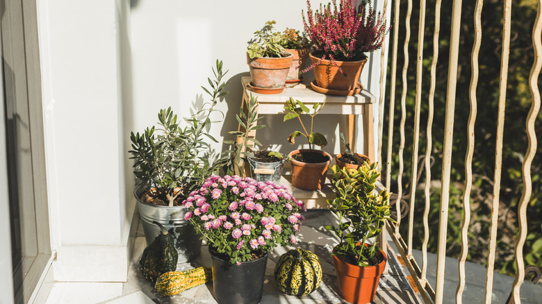 Plants in pots on a balcony