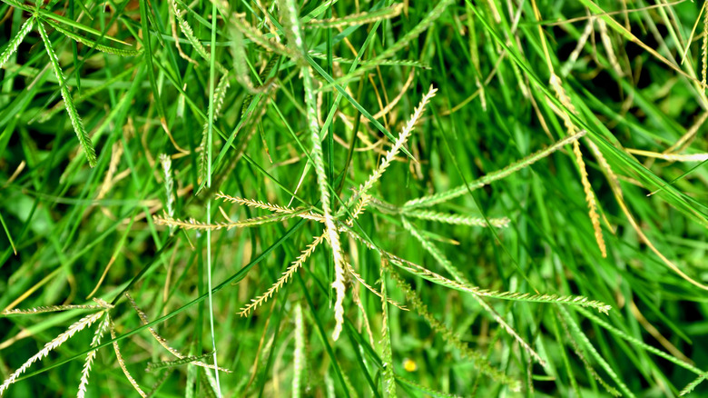 close up Bermuda grass