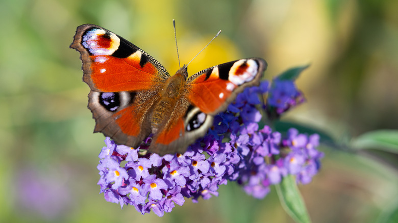 are butterfly bushes poisonous to dogs