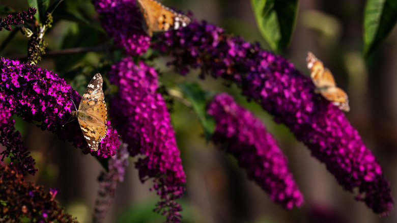 violet flowers of butterfly bush