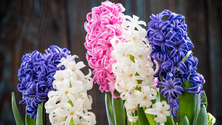 Multicolored hyacinth flowers