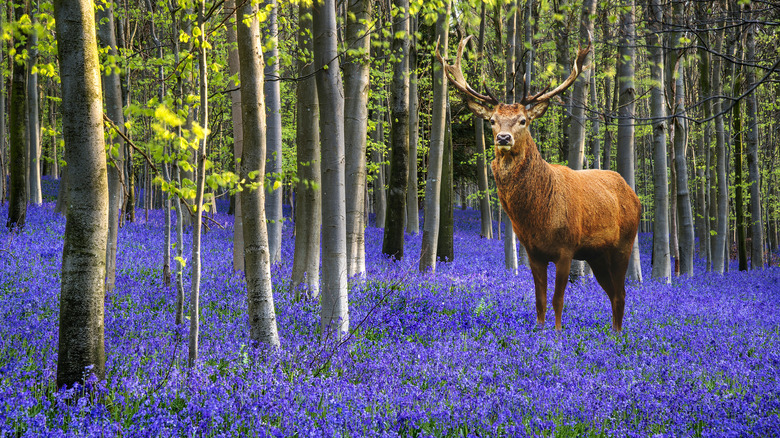 Deer standing among field of bluebells