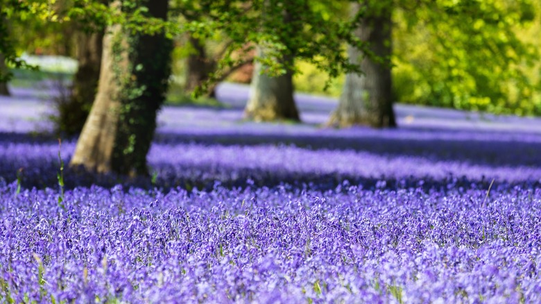 bluebells in a field