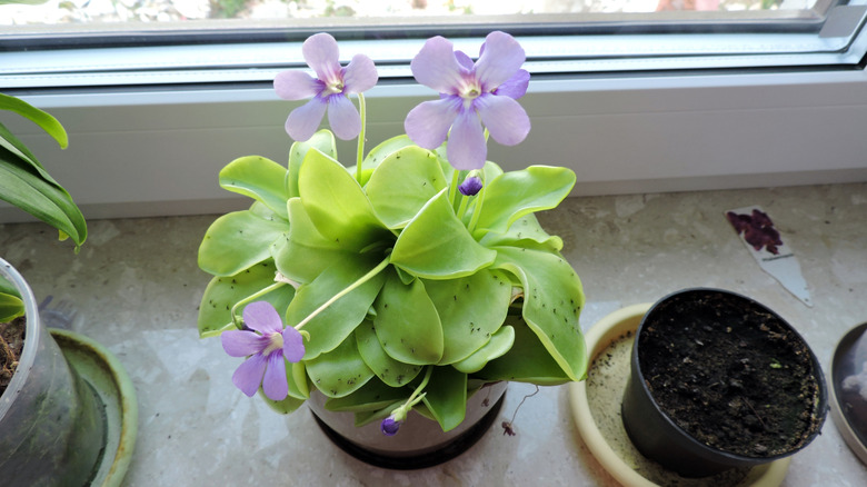 A potted pinguicula blooms in violet on a windowsill