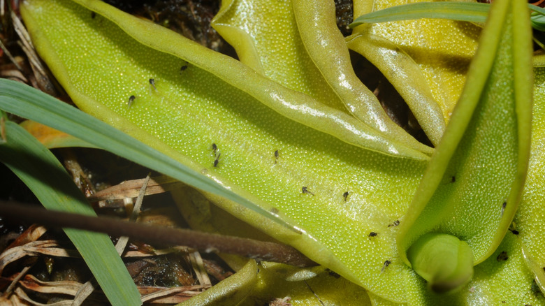 Sticky Pinguicula leaves have caught lots of small insects.