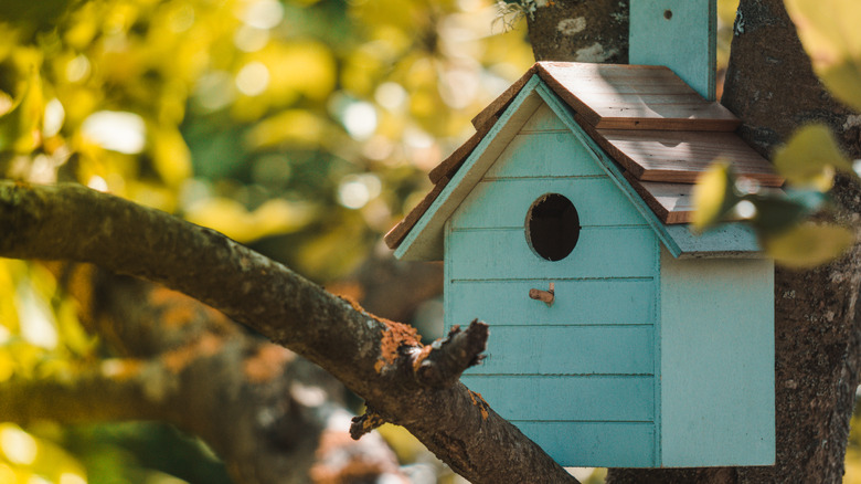 Blue bird house