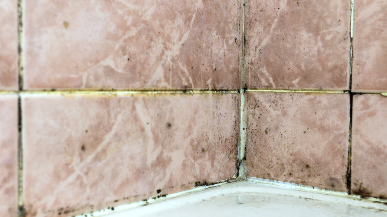 Moldy grout in shower