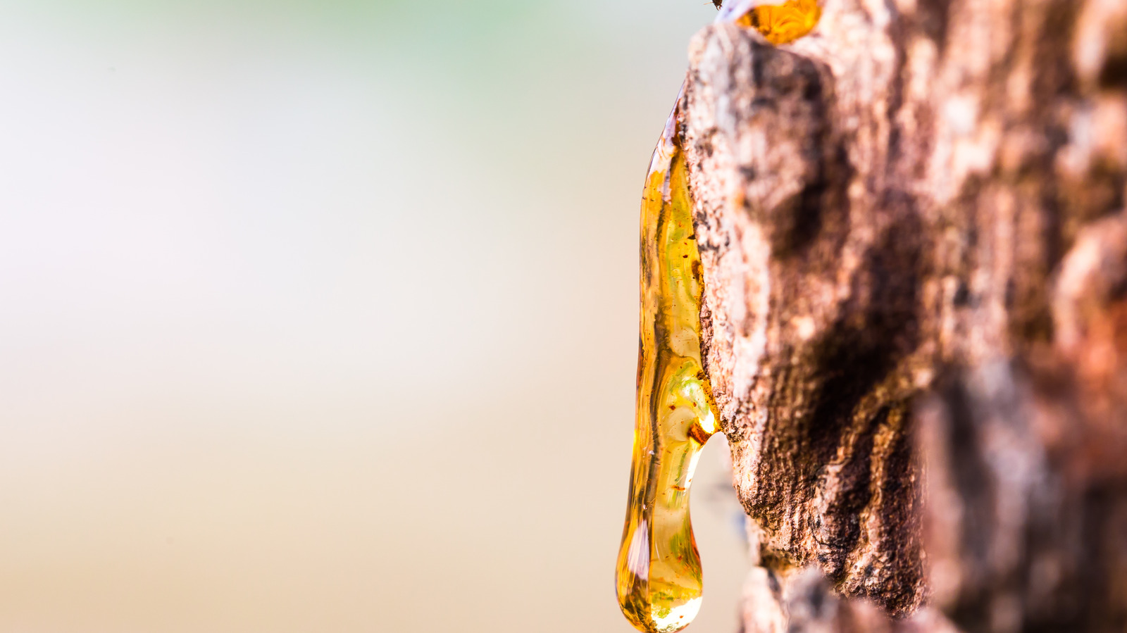 The Best Ways To Clean Up Tree Sap