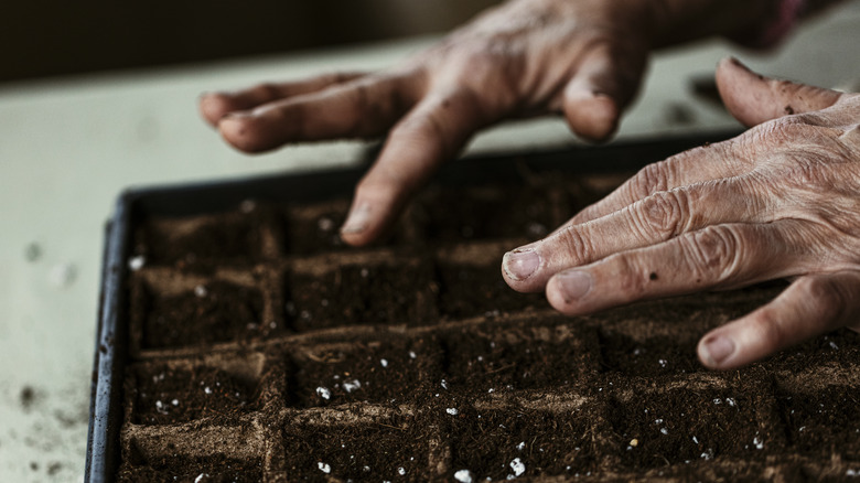 hands planting seeds in trays