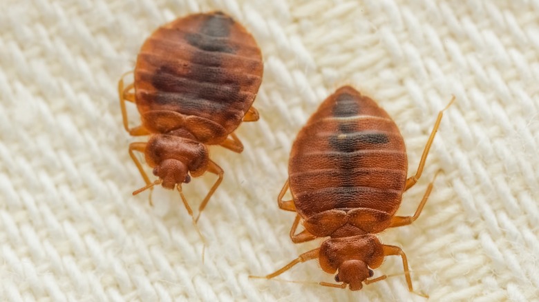 Bed bugs on cloth 
