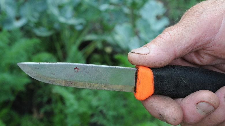sharp knife for use in cutting-back plants