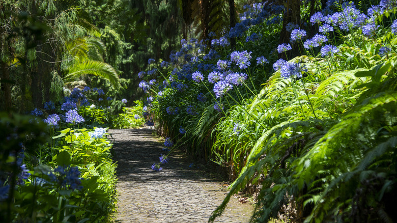 Agapanthus plants with purple flowers lining a garden path among other greenery