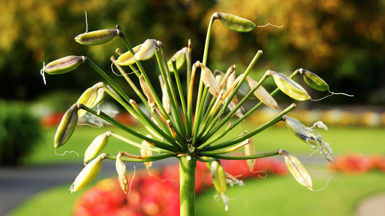 agapanthus seedpods on the flowerhead after losing the petals