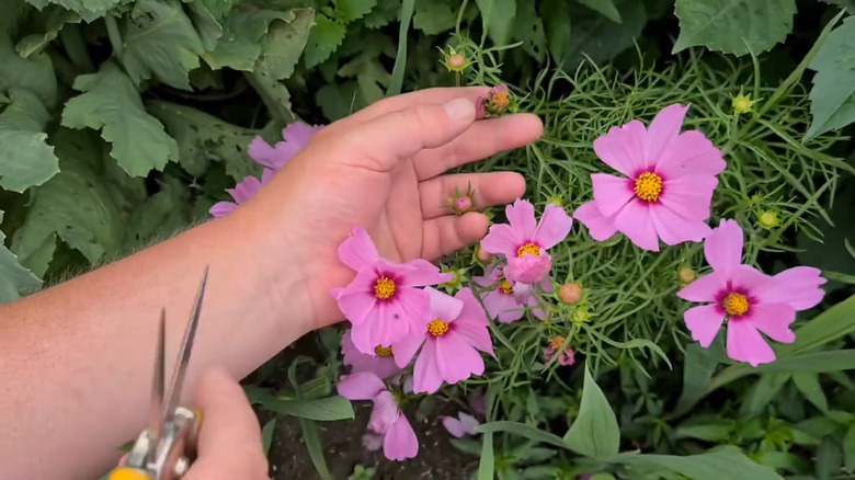 Man deadheading pink cosmos