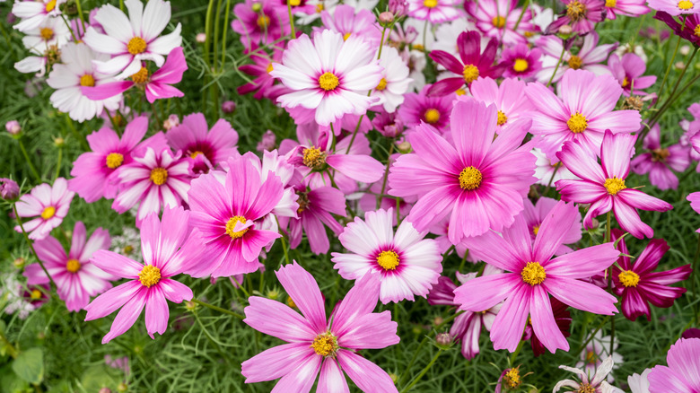 Vibrant pink and white cosmos flowers in a yard