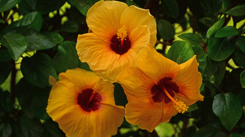Three yellow hibiscus blooms growing on a green hibiscus bush.