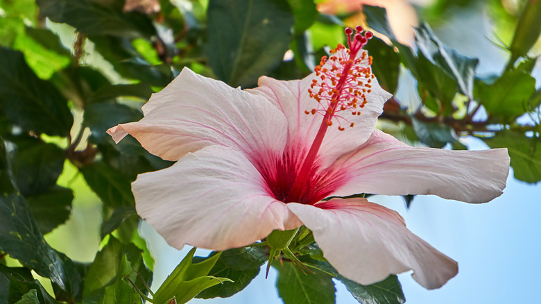 Closeup of pinkish-white hibiscus flower with long red stamen.
