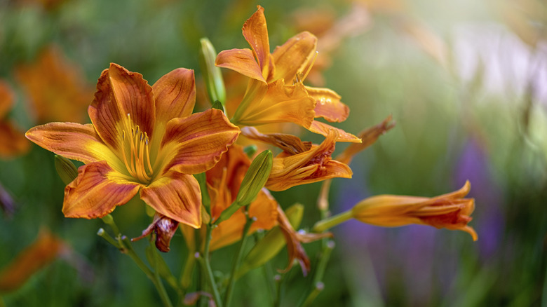 A close-up of a a few lily blooms with orange petals.