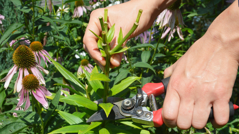 Close-up of a gardener deadheading a lily plant.