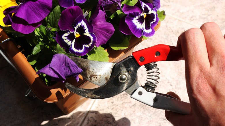 Deadheading pansies in pot using a pair of pruning shears