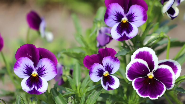 Purple viola flowers in the garden