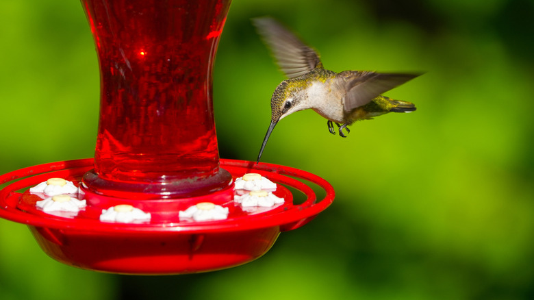 A hummingbird hovers near a bird feeder