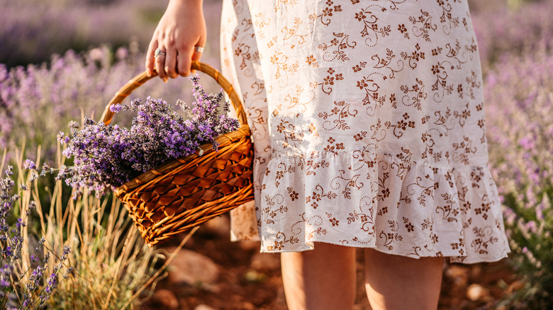 Woman carrying basket of lavender