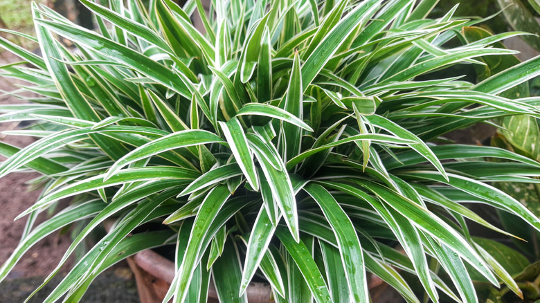 A healthy and lush spider plant in a terracotta pot