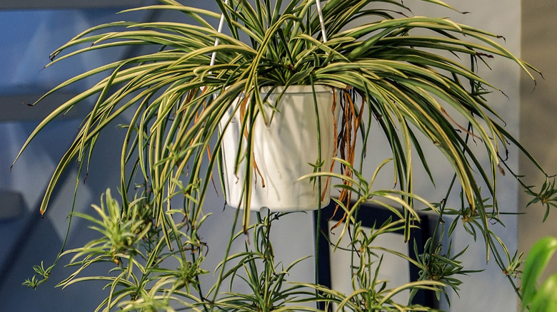 A spider plant with lots of plantlets