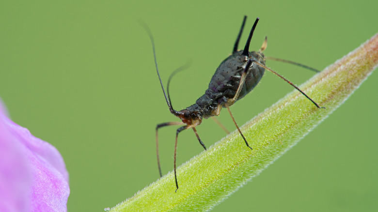 aphid on geranium stem