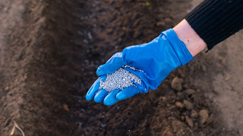 A hand wearing a blue glove scattering granular fertilizer