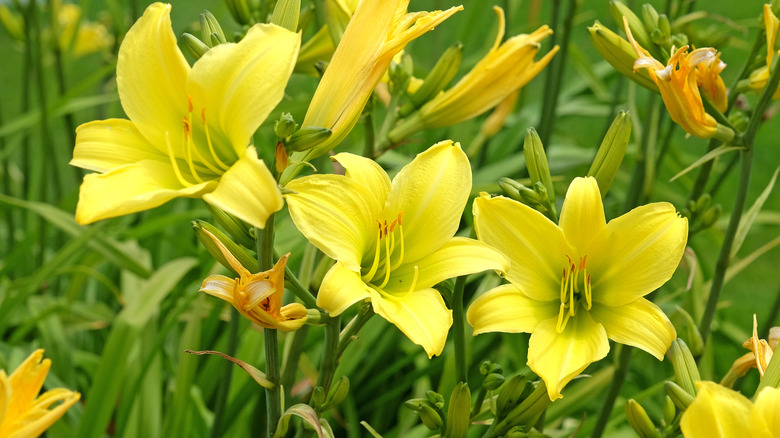 Bright yellow daylilies in a garden