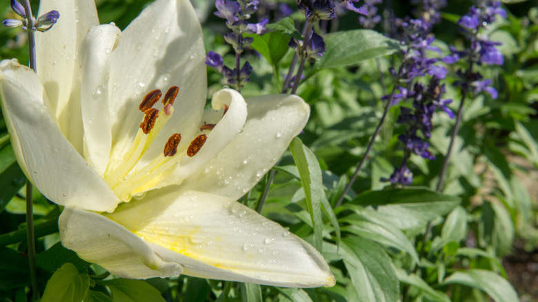 Closeup of a daylily flower after fresh rain