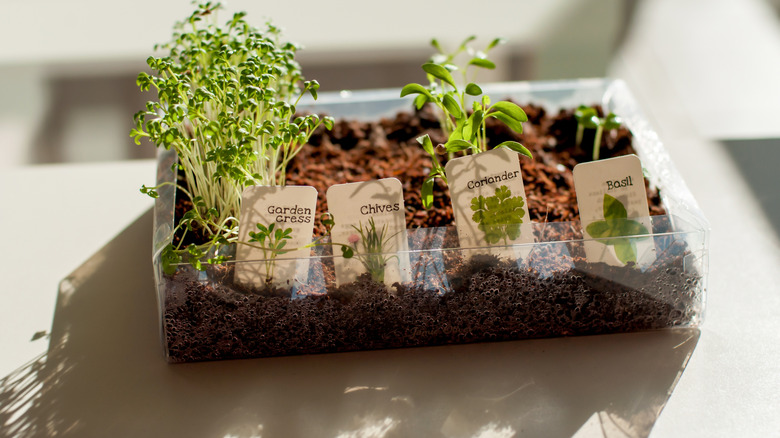 Garden cress, chives, coriander, and basil grown in a clear container