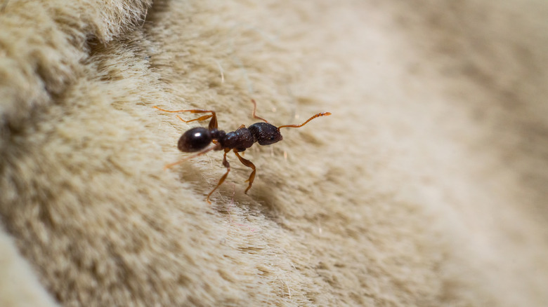 ant on sofa fabric