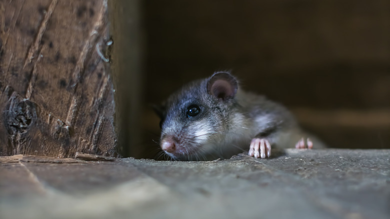 mouse in attic