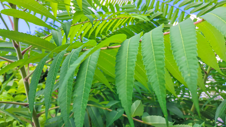 sumac tree leaves
