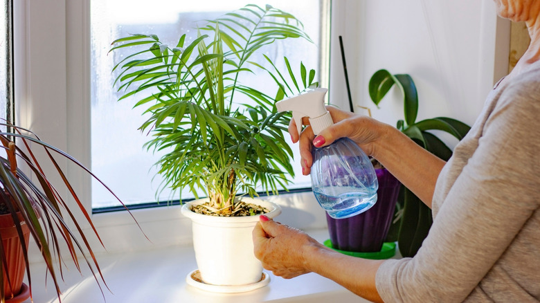 Palm house plants sprayed from a bottle in the hand of a woman