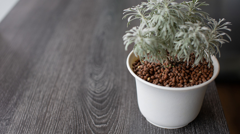 A close-up photo of green plants growing  in small white ceramic pots on a table