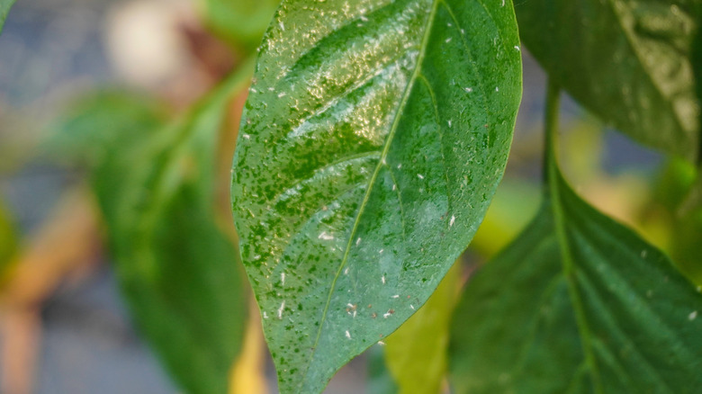 Problem of whitefly effect on leaves