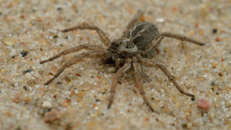 Wolf spider on floor