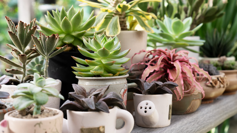 A collection of different echeveria succulents displayed together