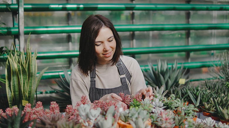 A woman arranging succulents in a display for sale