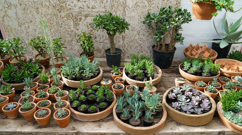 A collection of different succulents arranged in mainly terracotta pots