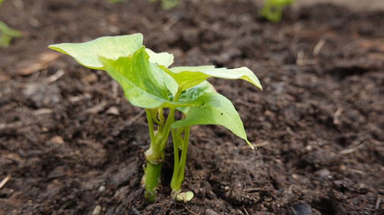 Small sweet potato seedling growing in soil