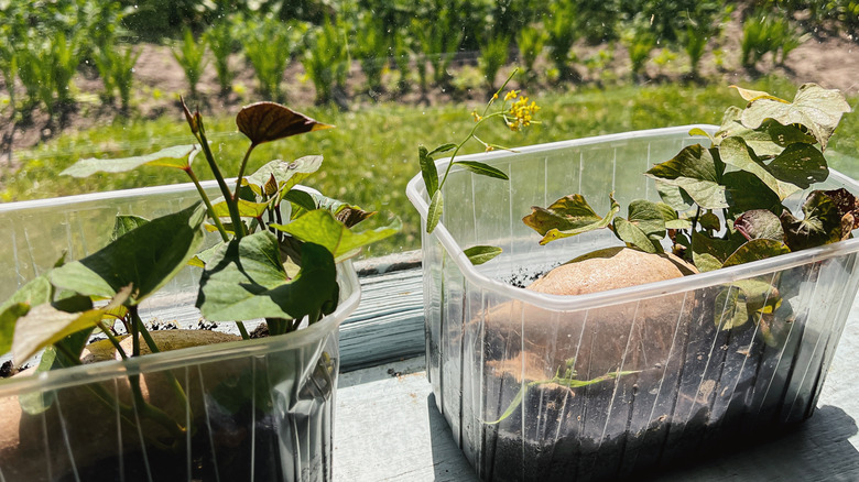 Sweet potato sprouts growing in plastic containers indoors