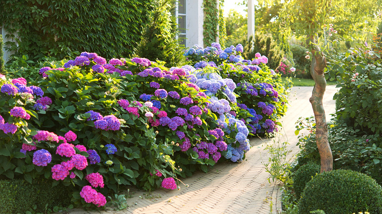 Hydrangea bushes full of blue, pink, and purple blooms grow beside a paved garden path.