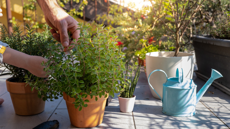 potted oregano plant