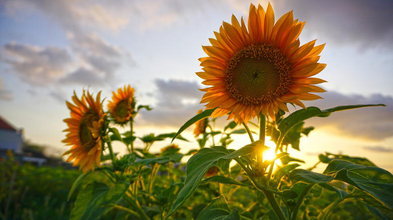 sunflowers in a field at sunset