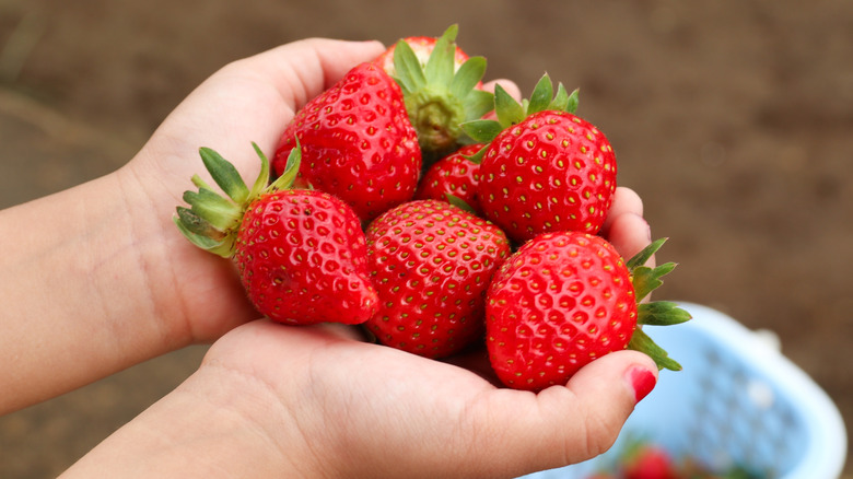 Hands holding a pile of bright red strawberries with white colander of berries in the background